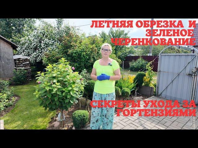 Летняя обрезка и зеленое черенкование: секреты ухода за гортензиями