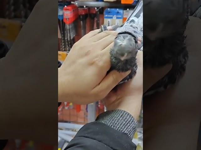 Кора чавкар самец  Узбекские голуби  #music #song #love #pigeon #tauben #birds #голуби #kabootar