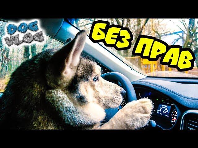 DOGVLOG: ХАСКИ ЗА РУЛЕМ (Хаски Бандит) Говорящая собака