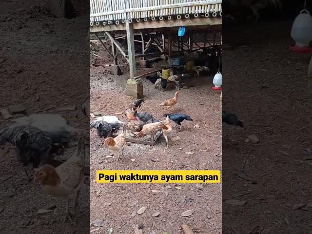 Ayam Kampung Sarapan Pagi #ayamkampung #ayam