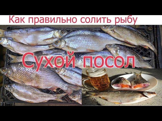 ТОП 1 ЛУЧШИЙ В МИРЕ РЕЦЕПТ ЗАСОЛА ТАРАНИ! КАК ПРАВИЛЬНО И ВКУСНО СОЛИТЬ СУХИМ ПОСОЛОМ ЛЮБУЮ РЫБУ.