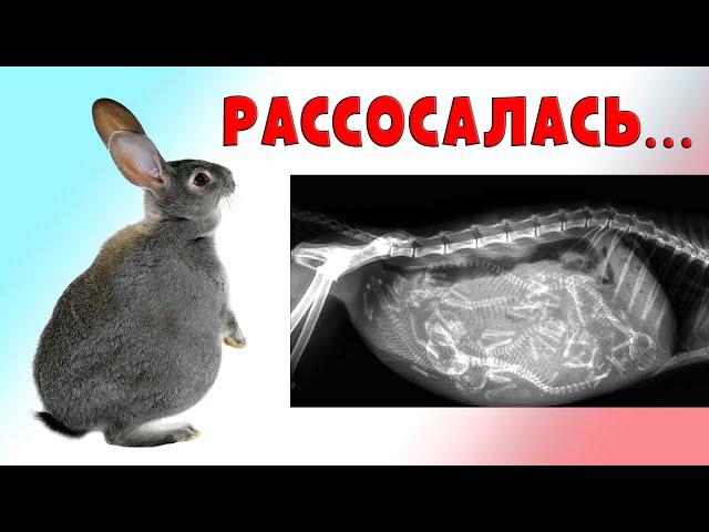 Беременность рассосалась...