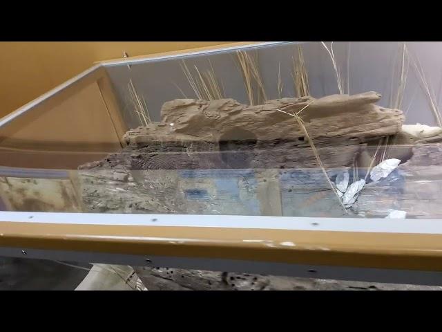 1350AD native american canoe found in south carolina