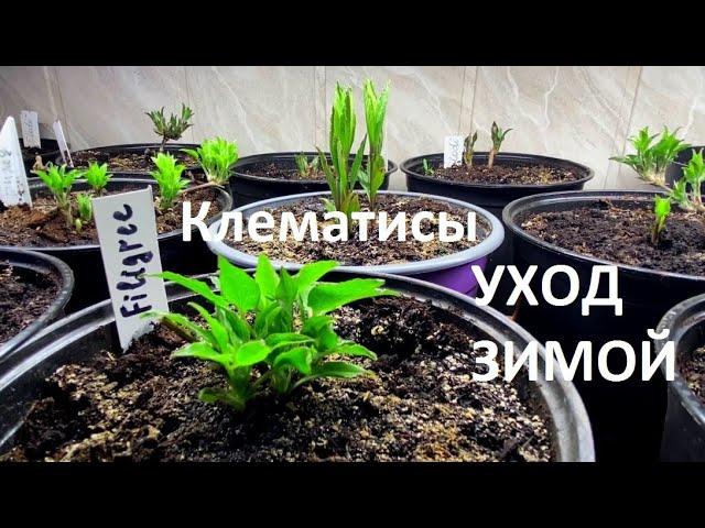 КЛЕМАТИСЫ ЗИМОЙ   ОБЗОР .  ВЫРАЩИВАНИЕ и УХОД. Как часто поливать, чем кормить?