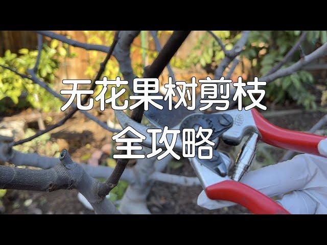 【无花果冬剪】无花果需要大修剪吗？如何修剪才能果实累累？｜无花果两茬果都结在哪里？