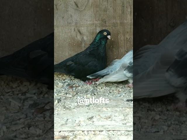 pombos Mariola pigeons.