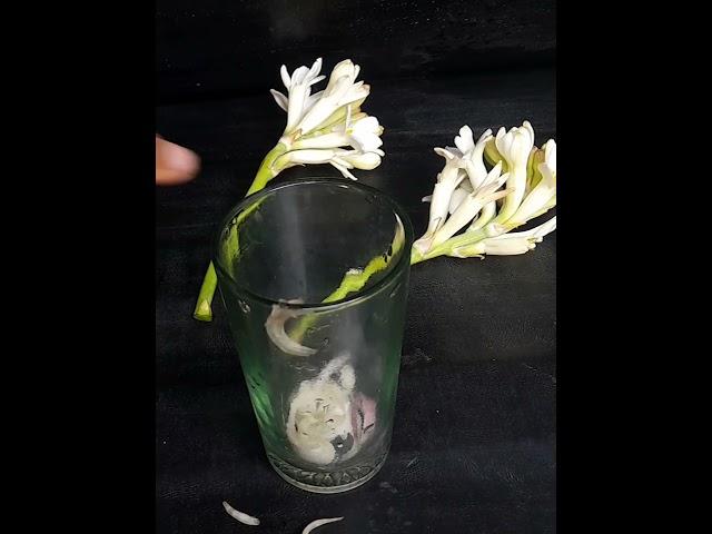 How To Grow Tuberose Trees From Cutting In A Onion Tuberose