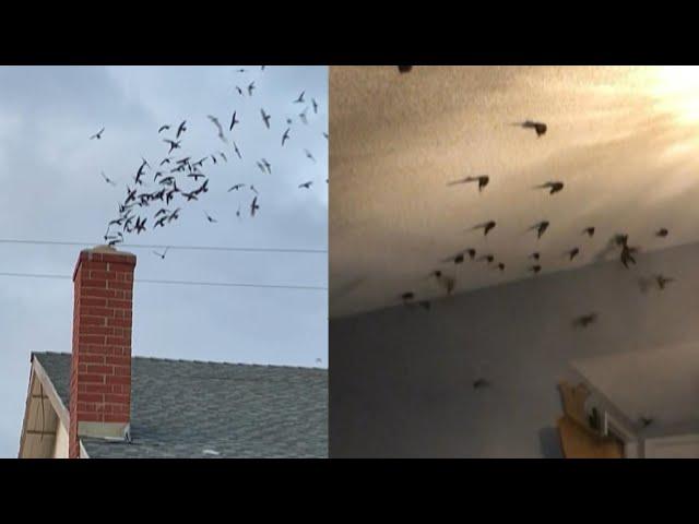 1,500 Birds Invade House Through Chimney