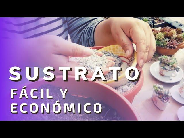  Sustrato fácil y económico para Suculentas - Arreglos y más 