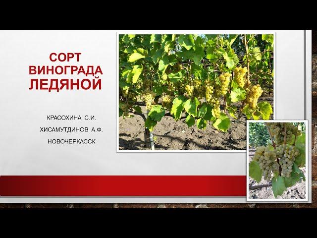 Сорт винограда Ледяной @Krasokhina