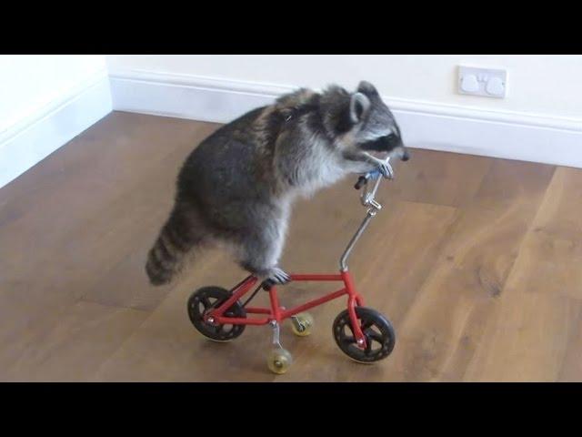 Funny Raccoons  Keep Calm And Be A Raccoon [Funny Pets]