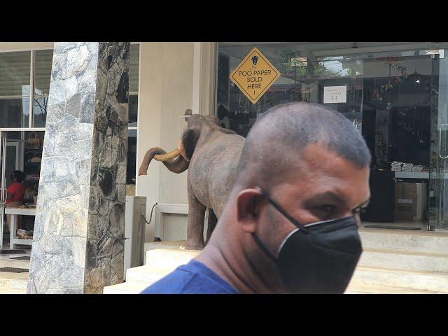 Sri Lanka Elephant Pooping Слоник какает