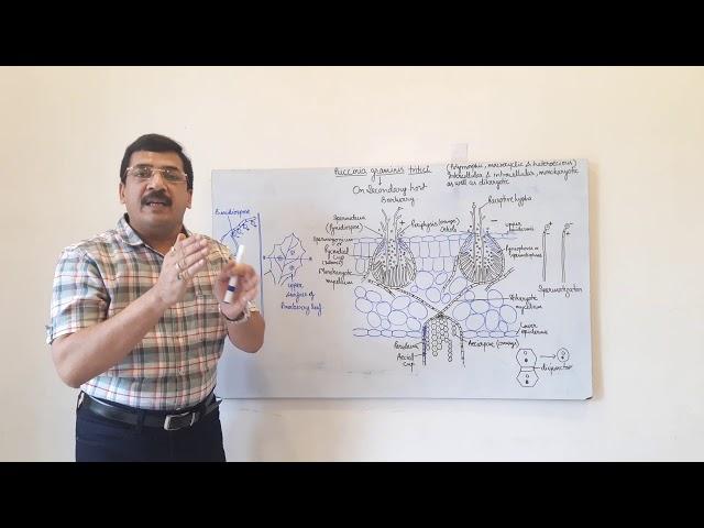 Puccinia -2- life cycle on secondary host