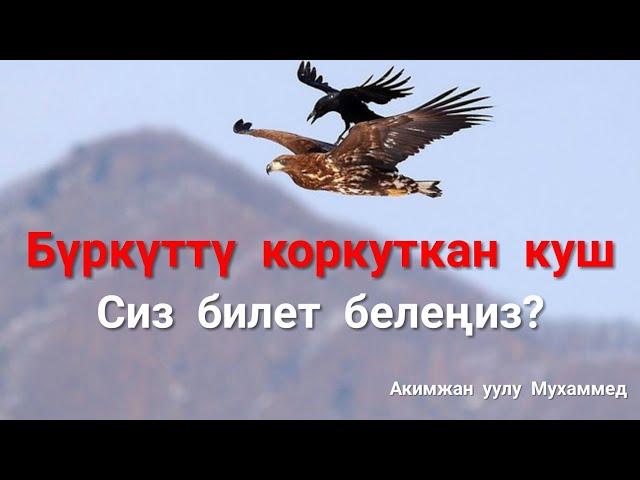 Бүркүттү коркуткан куш... / шарияткж / Акимжан уулу Мухаммед