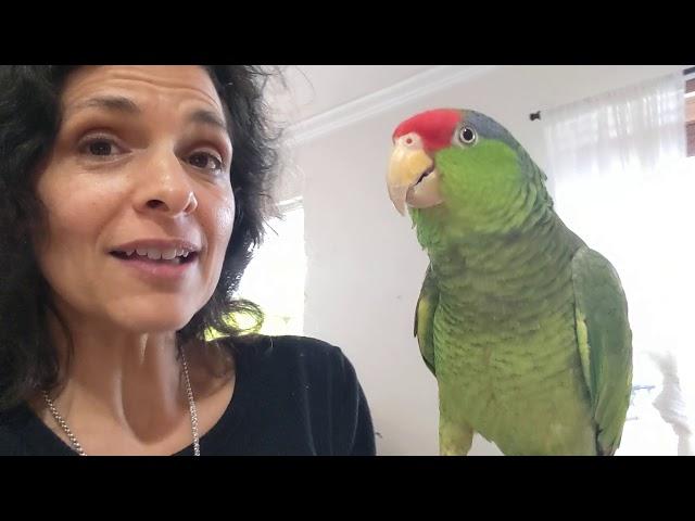 Amazon Parrots : Do They Make Great Talking, Cuddly Pets?