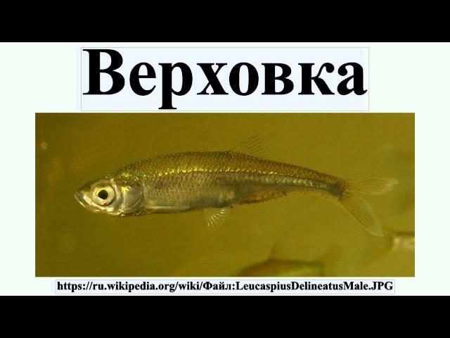 Верховка