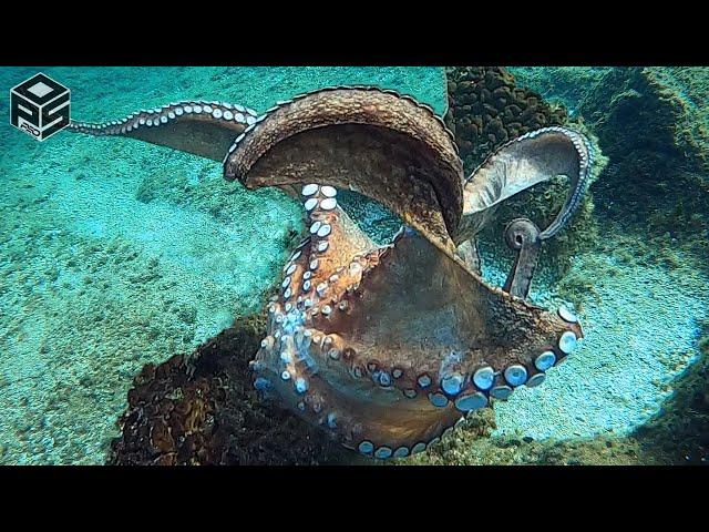 PESCASUB Polpi Giganti e pesci Pesca in Tana Pesca subacquea Sottocosta BIG Octopus SPEARFISHING