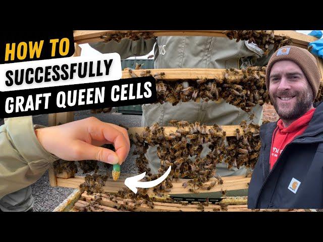 How to Graft and Make Top Quality Queen Cells.....with Nucs!  Queen Rearing.