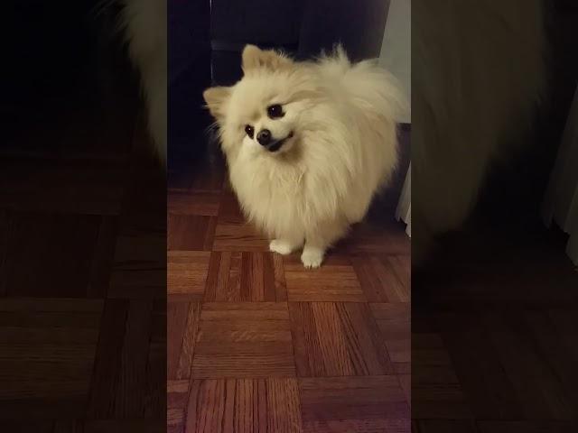 Funny POM