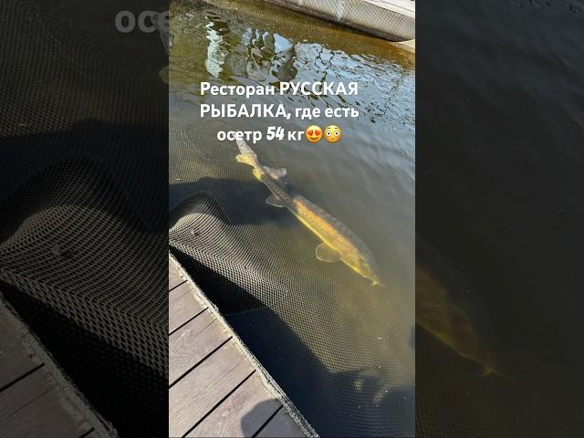 Осетр, осетрина, Ресторан РУССКАЯ РЫБАЛКА, Крестовский остров. Рыба, рыбалка #рыбалка #рыба #fish
