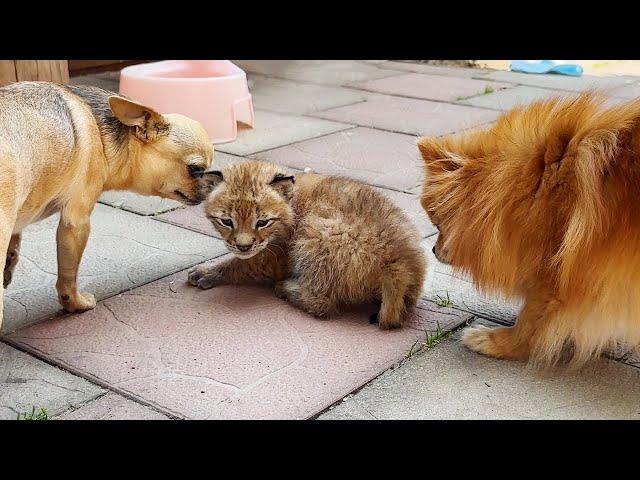 KITTENS GO HOME / Traveler kitten meets dogs