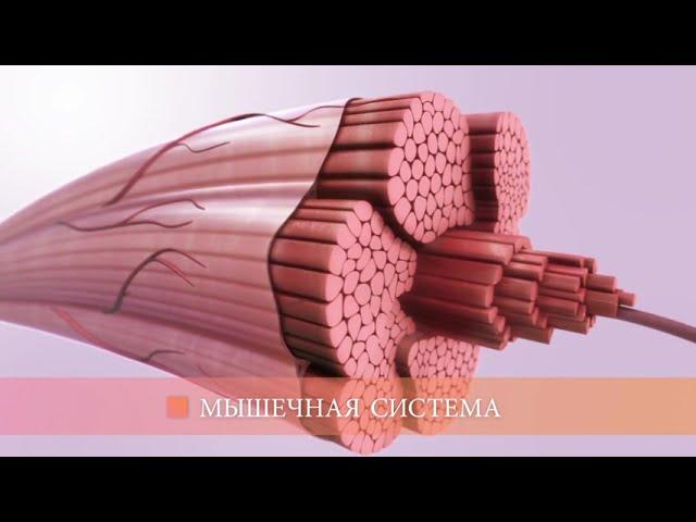 Мышечная система (общая информация)