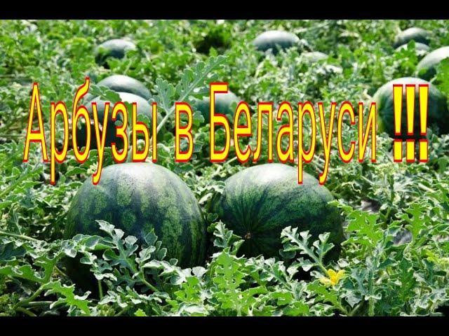 Посадка арбузов и дыни в открытый грунт в холодном климате.