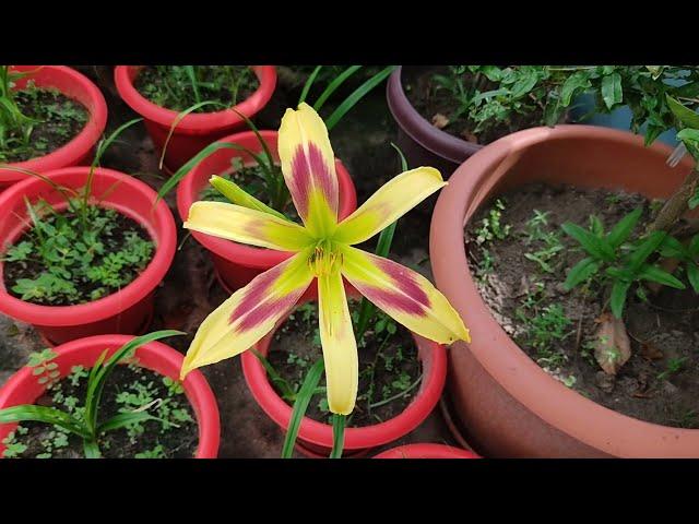 Daylily "Free Wheelin"। A Spider Shaped Daylily Bloomed in Bangladesh।