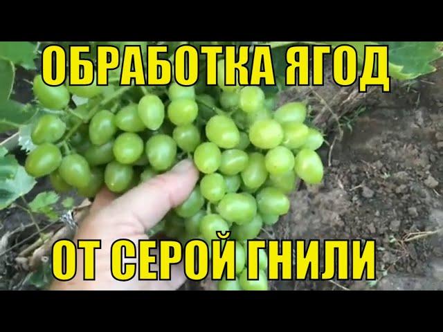 Обработка ягод винограда от серой гнили.