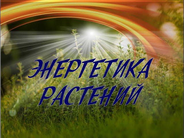 Энергетика растений