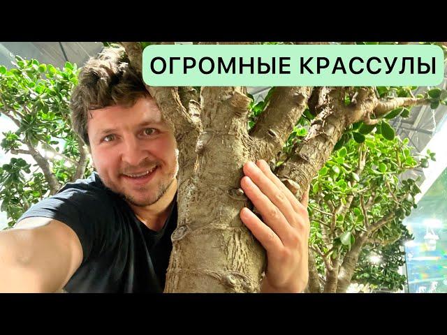 КРАССУЛА ГИГАНТ! ЕМУ 100 ЛЕТ!? ПОПОЛНЕНИЕ КОЛЛЕКЦИИ ДРЕВОВИДНЫХ ТОЛСТЯНОК. ДЕНЕЖНОЕ ДЕРЕВО CRASSULA