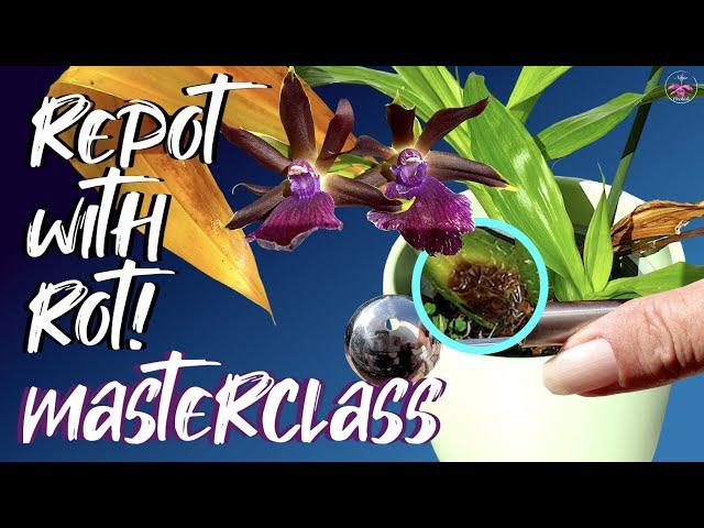 How to remove Rot & Repot Safely | Rotting orchid pseudobulb | Emergency orchid repot #ninjaorchids