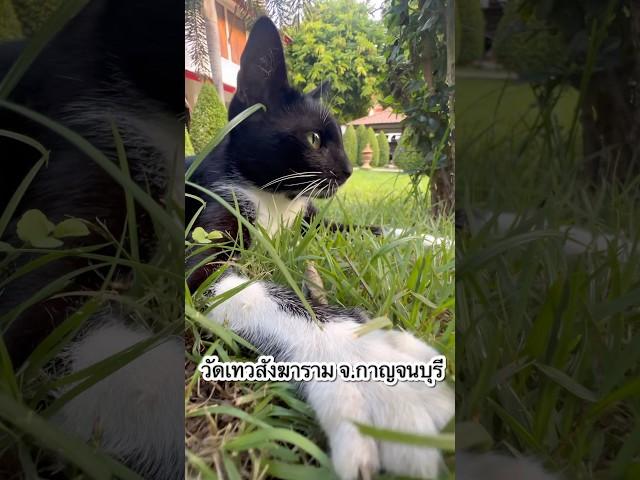 แมวหรือลูกลิง เอาดีดี ️ #thaicats #ทุกstreetมีcat