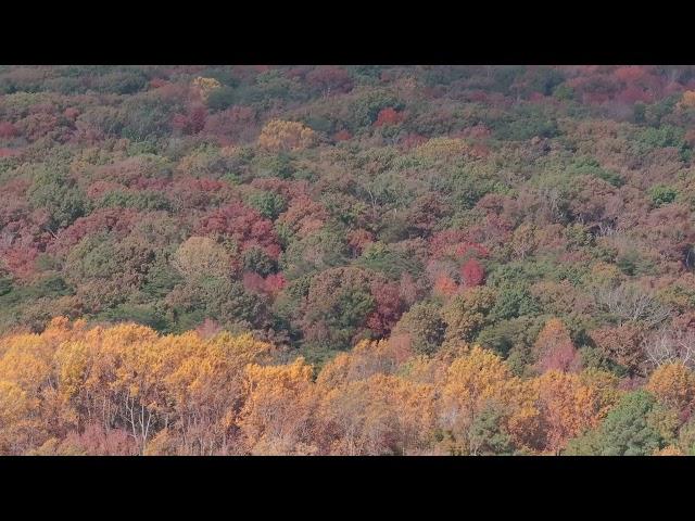 Cedarville Forest State Park