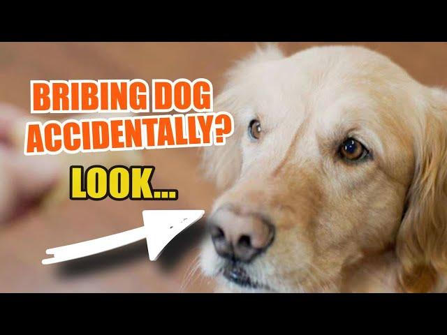 Are You Accidentally BRIBING Your Dog? 