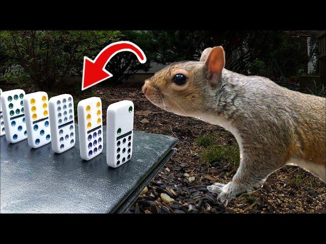 The Squirrel Feeding Machine (Rube Goldberg Machine)