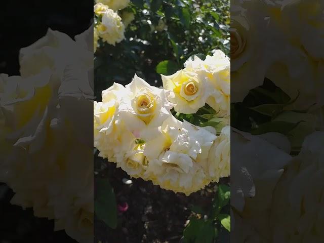 ЛАРИТТА, роза с богатым цветением! https://vk.com/public211643017 группа ВК  #розы #rose #сад