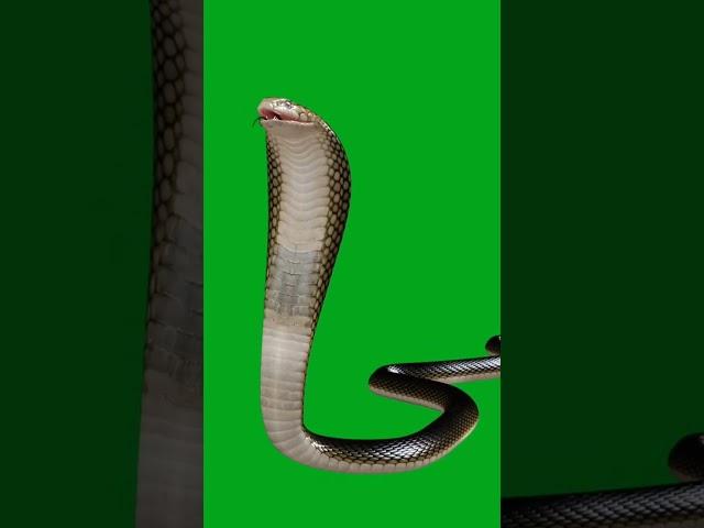 Saamp Green screen videos #greenscreen #green #greenofficial #greenvideos #116#greenscreen