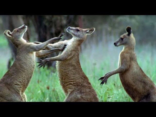 Kangaroos Fight For A Mate | Life Of Mammals | BBC Earth