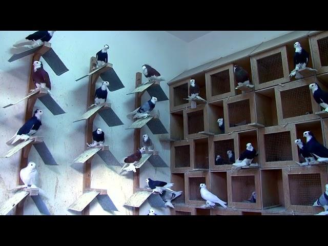 Голуби Касымова.  Местные летно-игровые голуби ( pigeons),  Худжанд , Таджикистан 2021г.