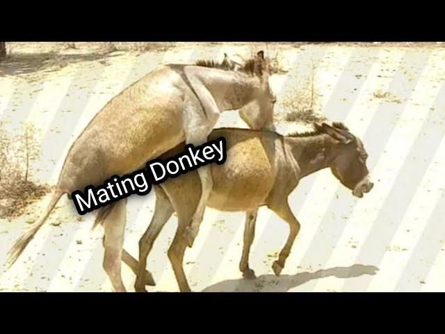 donkey mating season