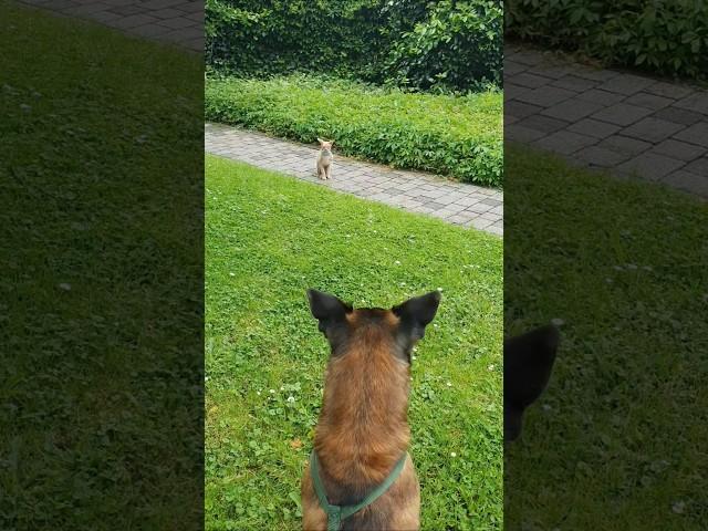 Gute Freunde #malinoisdog #nacktkatze #begegnung