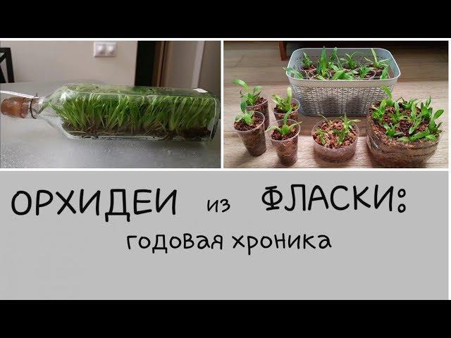 малыши-ОРХИДЕЙКИ  из  ФЛАСКИ  (хроника за год)