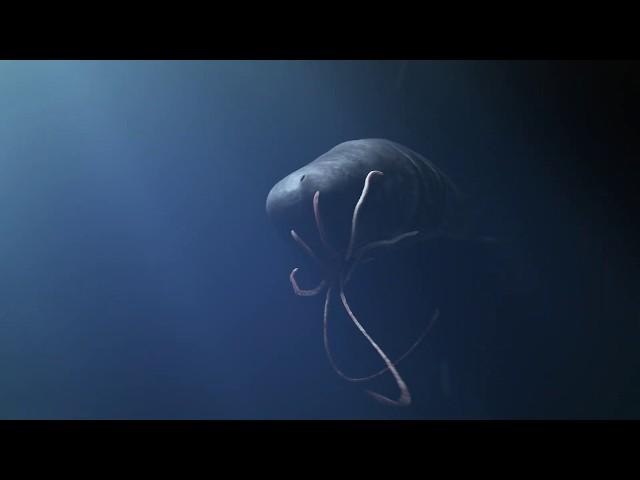 Sperm Whale Vs giant squid