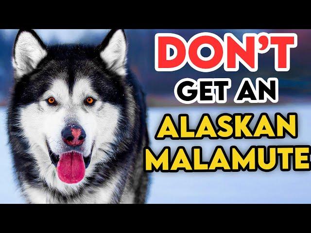 Why You SHOULDN'T Get An ALASKAN MALAMUTE!