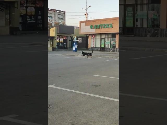 Дикая природа размножение собак