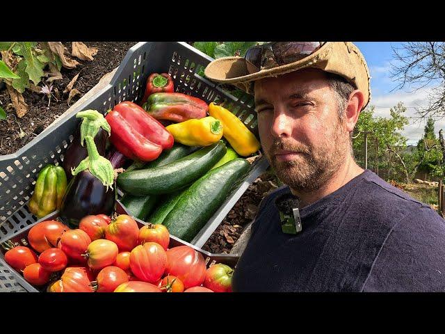 Summer Garden Bounty: Harvesting Tons Of Fresh Tomatoes, Peppers, Melons and More!