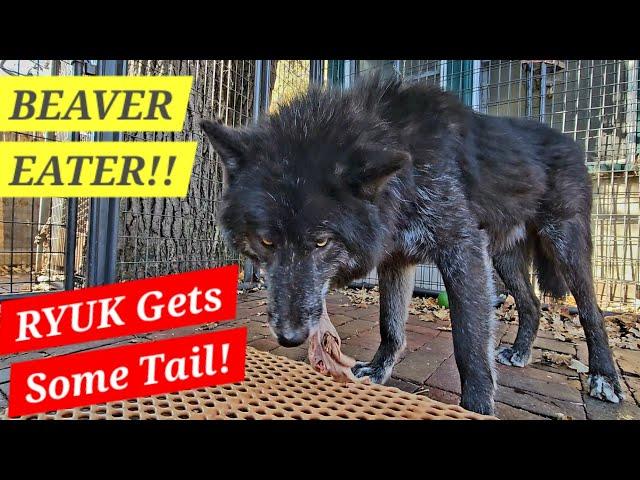 RYUK Eats Beaver Tails!! - RAW Feeding