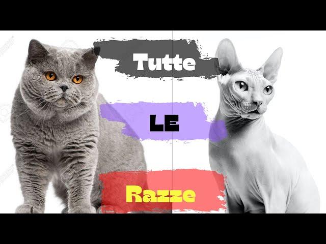 Tutte le razze di gatti