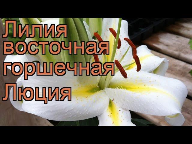 Лилия восточная горшечная Люция (lilium)  лилия Люция обзор: как сажать луковицы лилии Люция